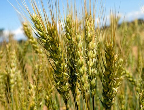 Super funds to help ag reach $100b target – First Published in Stock Journal on 20/05/2019