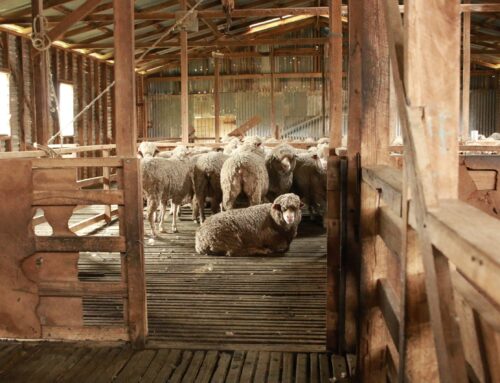 Training drives a rise in industry professionalism – First Published in Stock Journal on 01/11/2021