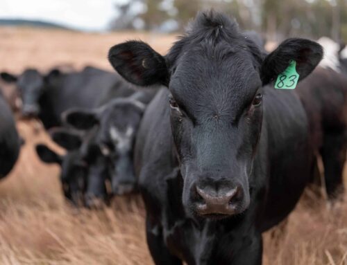 Flawed perceptions harm ag – First Published in Stock Journal on 27/05/2019