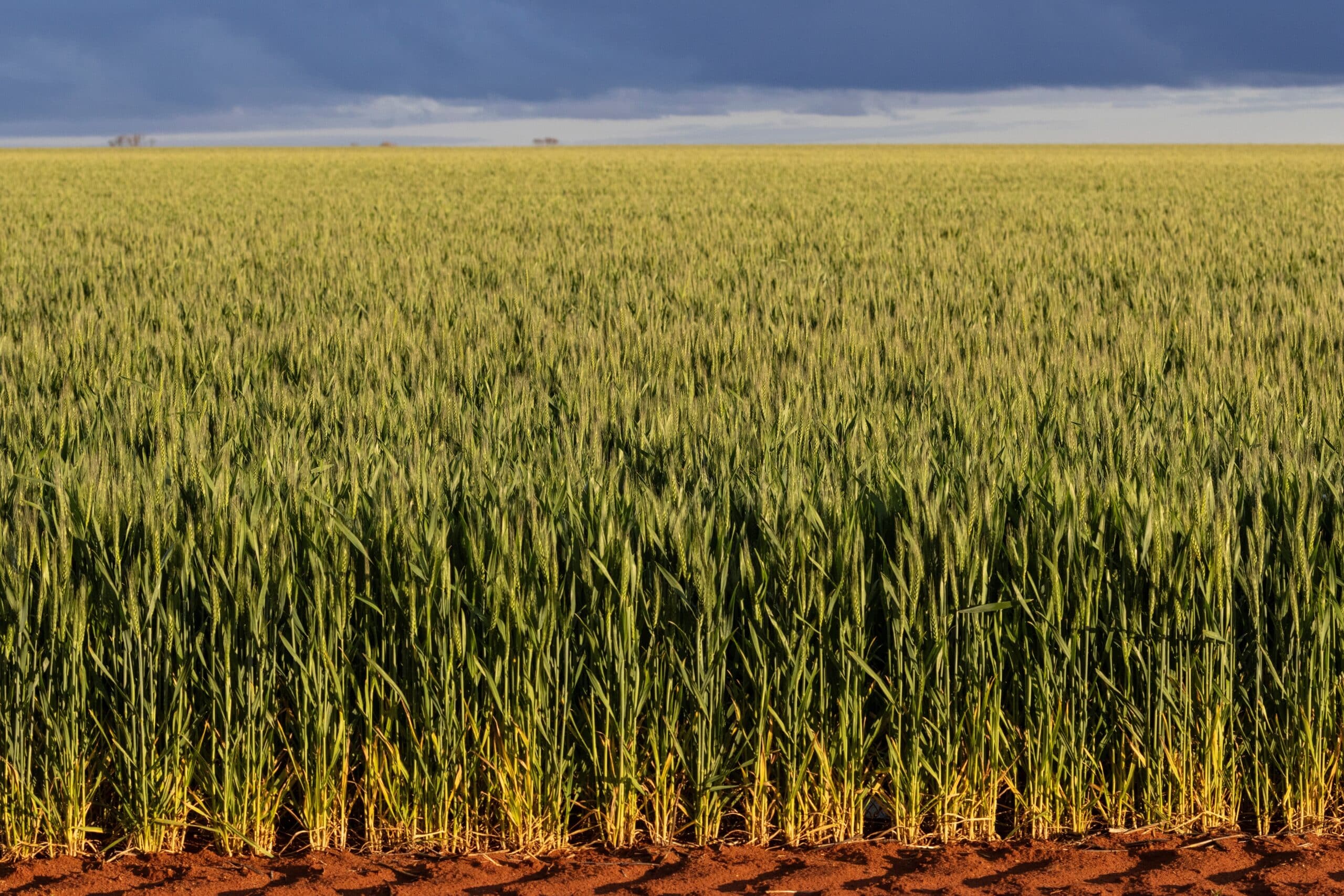 shutterstock 2679605023 scaled